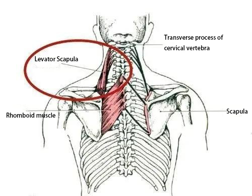 ifọwọra ibon osunwon